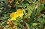 Cedarglade St. Johnswort